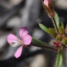 Common Stylewort (Levenhookia Stipitata) 25 Seeds