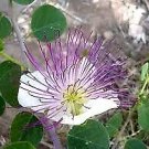 Caper Bush (Capparis Sponosa)10 Fresh Seeds