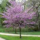 Eastern Redbud (Cercis Canadensis) 30 Seeds