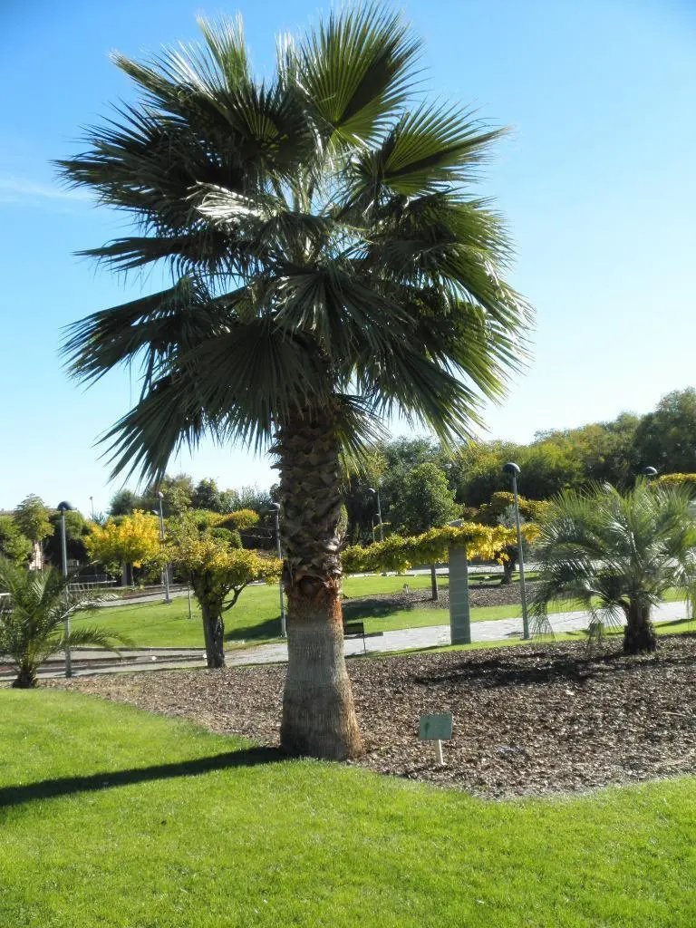 Mexican Fan Palm ( Washingtonia Robusta) 10 Seeds