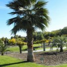 Mexican Fan Palm ( Washingtonia Robusta) 10 Seeds
