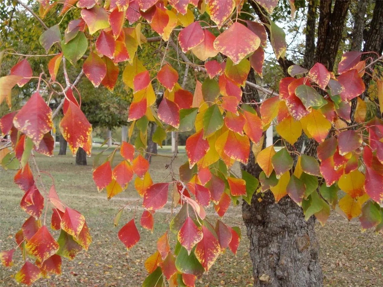 Chinese Tallow Tree (Sapium Sebiferum) 20 Fresh Seeds