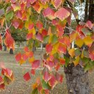 Chinese Tallow Tree (Sapium Sebiferum) 20 Fresh Seeds