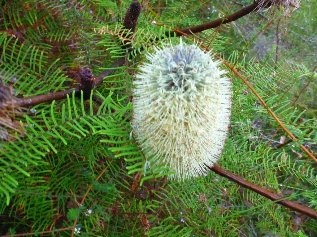 Fern Leaved Banksia (Banksia Oblongifolia) 10 Seeds