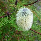 Fern Leaved Banksia (Banksia Oblongifolia) 10 Seeds