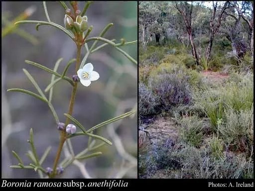 Blue Boronia (Boronia Ramosa ) 10 Seeds