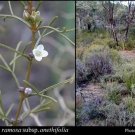 Blue Boronia (Boronia Ramosa ) 10 Seeds