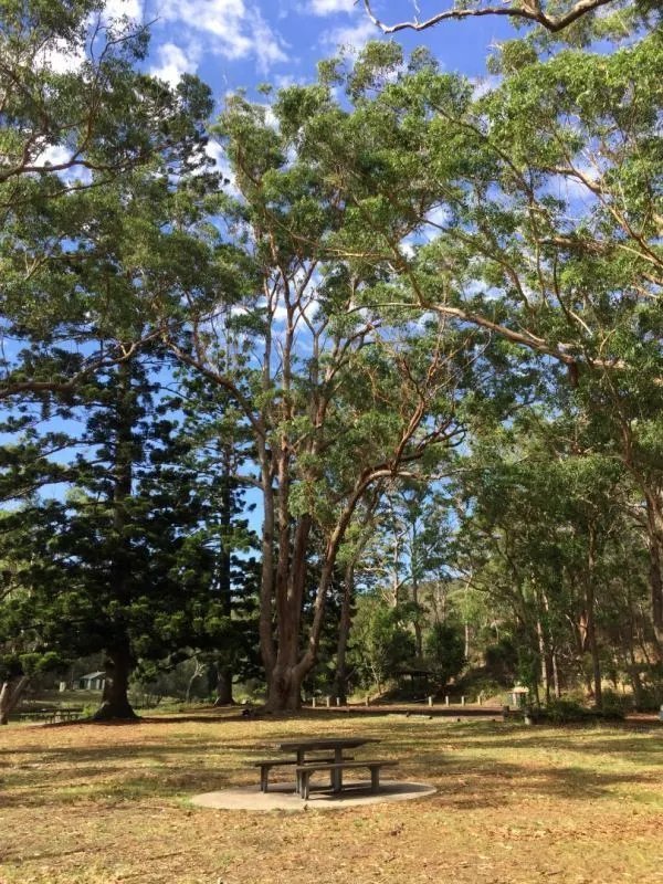 Southern Mahogany(Eucalyptus Botryoides)200 Fresh Seeds
