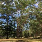 Southern Mahogany(Eucalyptus Botryoides)200 Fresh Seeds