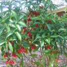 Coral Ardisia (Ardisia Humilis) 20 Seeds
