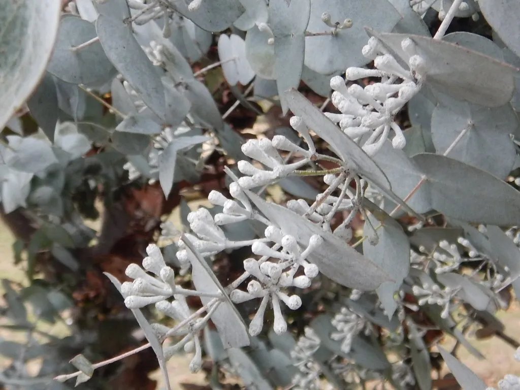 Risdon Peppermint (Euclayptus Risdonii) 50 Seeds