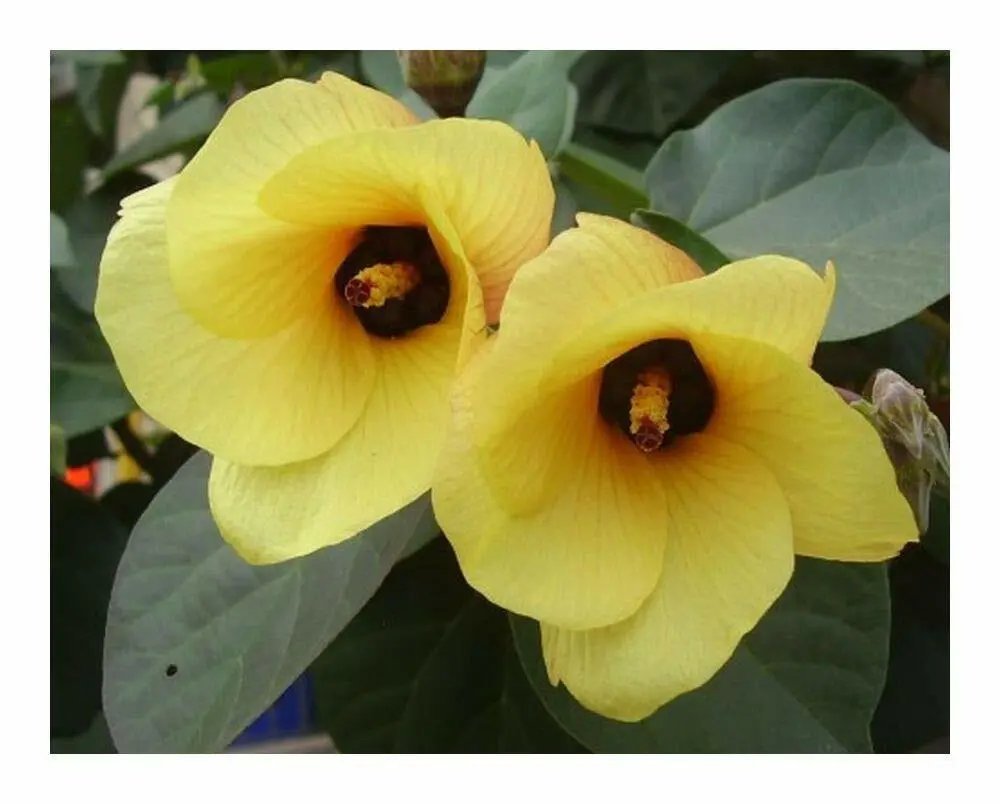Cotton Tree Hibiscus (Hibiscus Tiliaceus) 20 Seeds