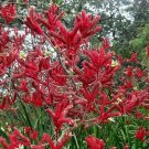 Tall Red Kangaroo Paw (Anigozanthos Flavidus)20 Seeds