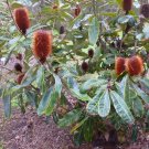 Swamp Banksia (Banksia Robur)10 Fresh Seeds