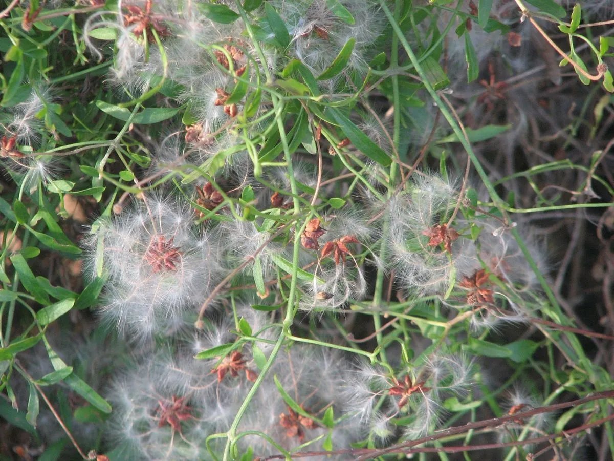 Fine Leaf Clematis Microphylla 30 Seeds