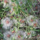Fine Leaf Clematis Microphylla 30 Seeds