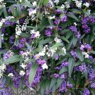 Purple Coral Pea (Hardenbergia Violacea )25 Seeds