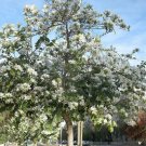 White Love Tree (Bauhinia Variegata Alba) 15 Seeds