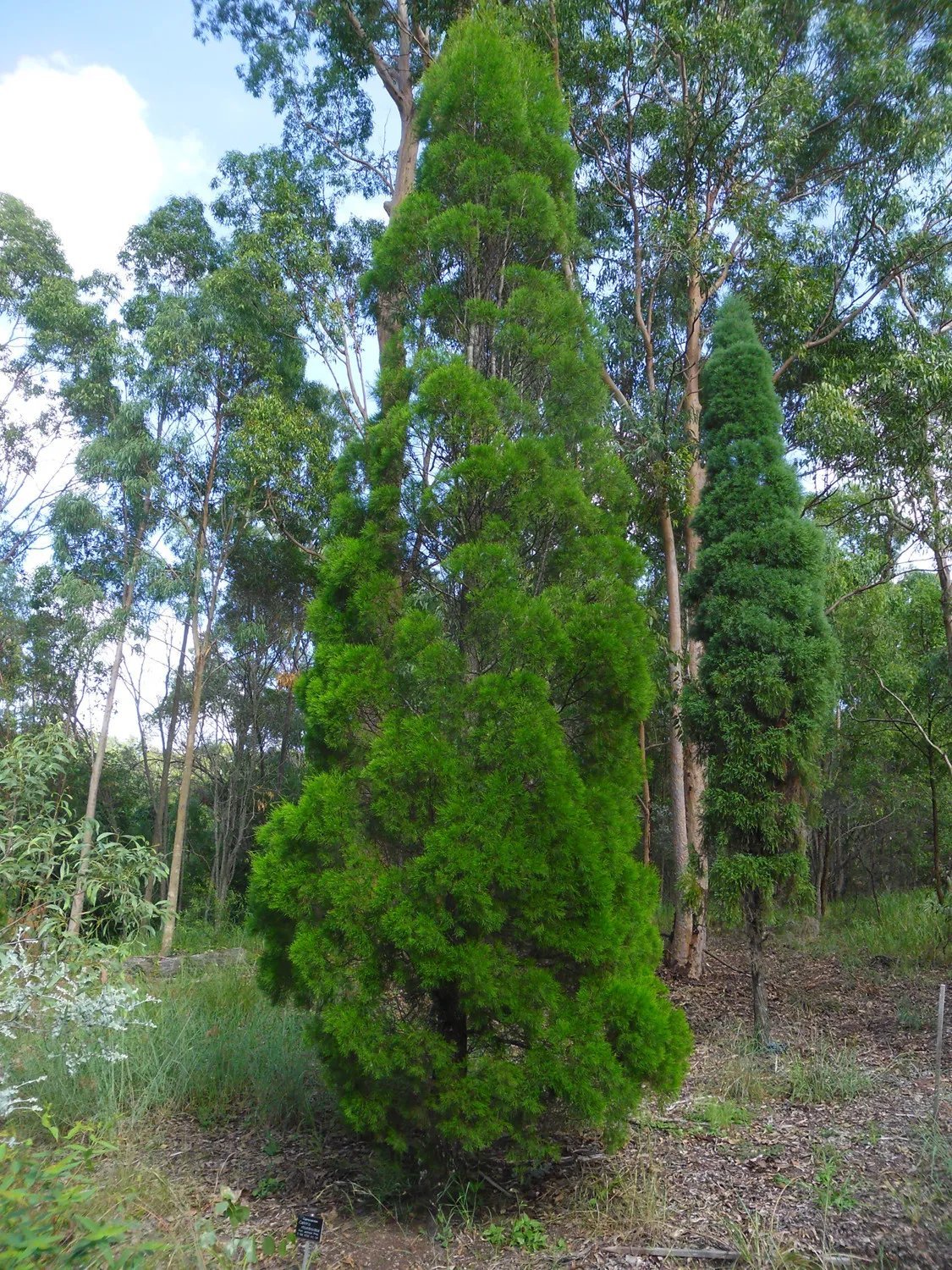 Port Jackson Pine (Callitris Rhomboidea) 50 Seeds