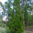 Port Jackson Pine (Callitris Rhomboidea) 50 Seeds