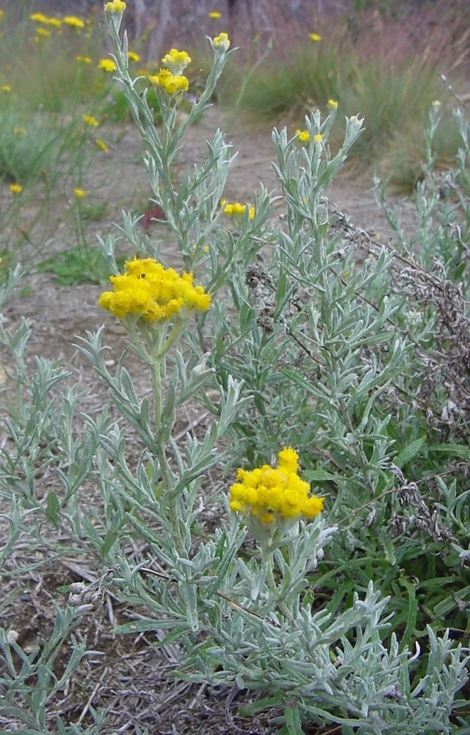 Clustered Everlasting Daisy Chrysocephalum Semipapposum 100 Fresh Seeds