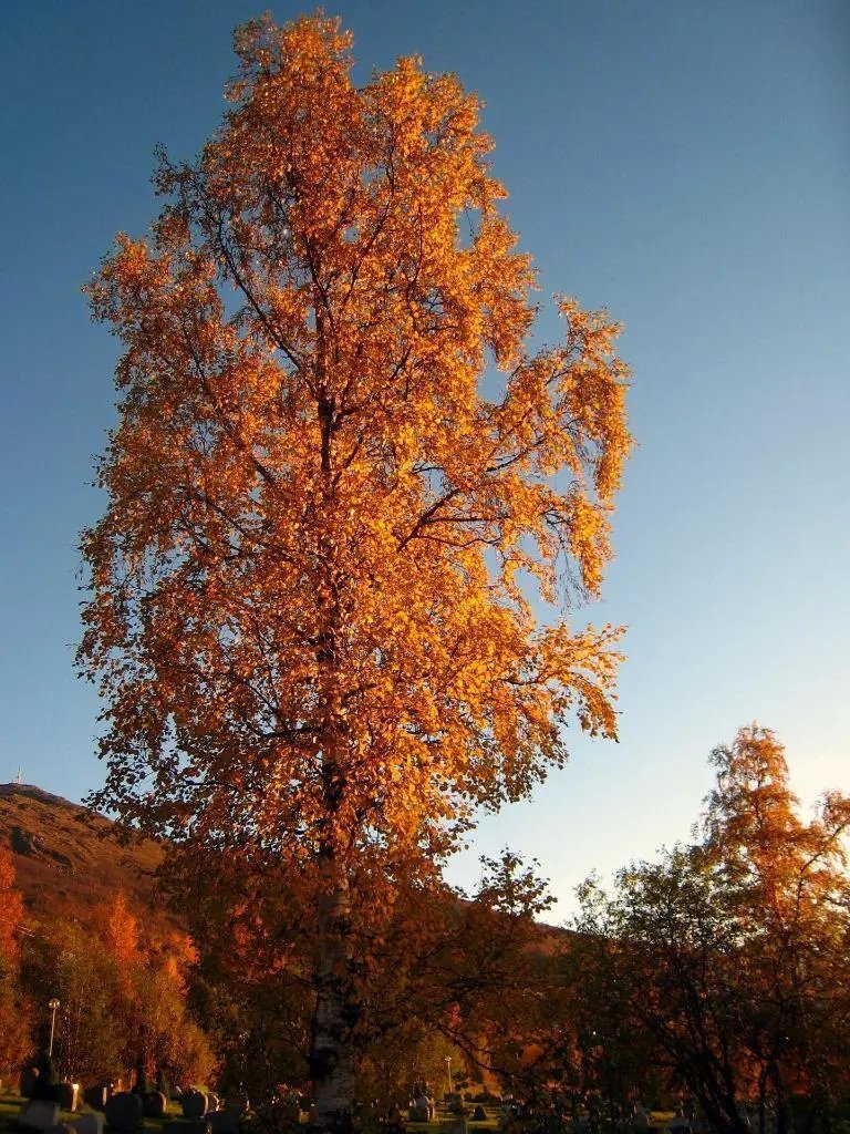 Silver Birch ( Betula Pendula Alba) 100 Seeds