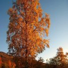 Silver Birch ( Betula Pendula Alba) 100 Seeds