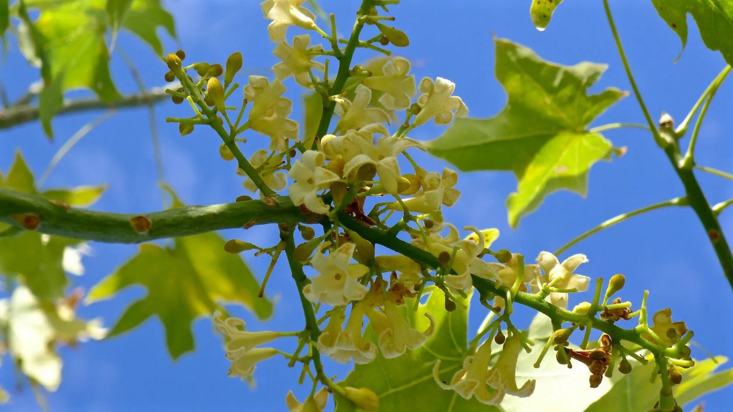 Broad Leaved Bottle Tree (Brachychiton Australis) 10 Seeds