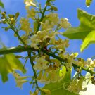Broad Leaved Bottle Tree (Brachychiton Australis) 10 Seeds