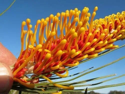 Orange Flame Grevillea (Grevillea Excelsior) 5 Seeds