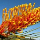 Orange Flame Grevillea (Grevillea Excelsior) 5 Seeds