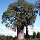 Narrow-Leafed Bottletree (Brachychiton Rupestre) 20 Seed