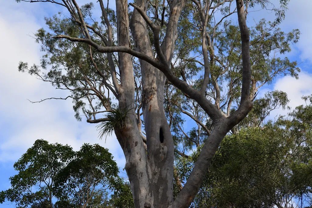 Narrow Leaved Red Gum ( Eucalyptus Seeana) 200 Seeds