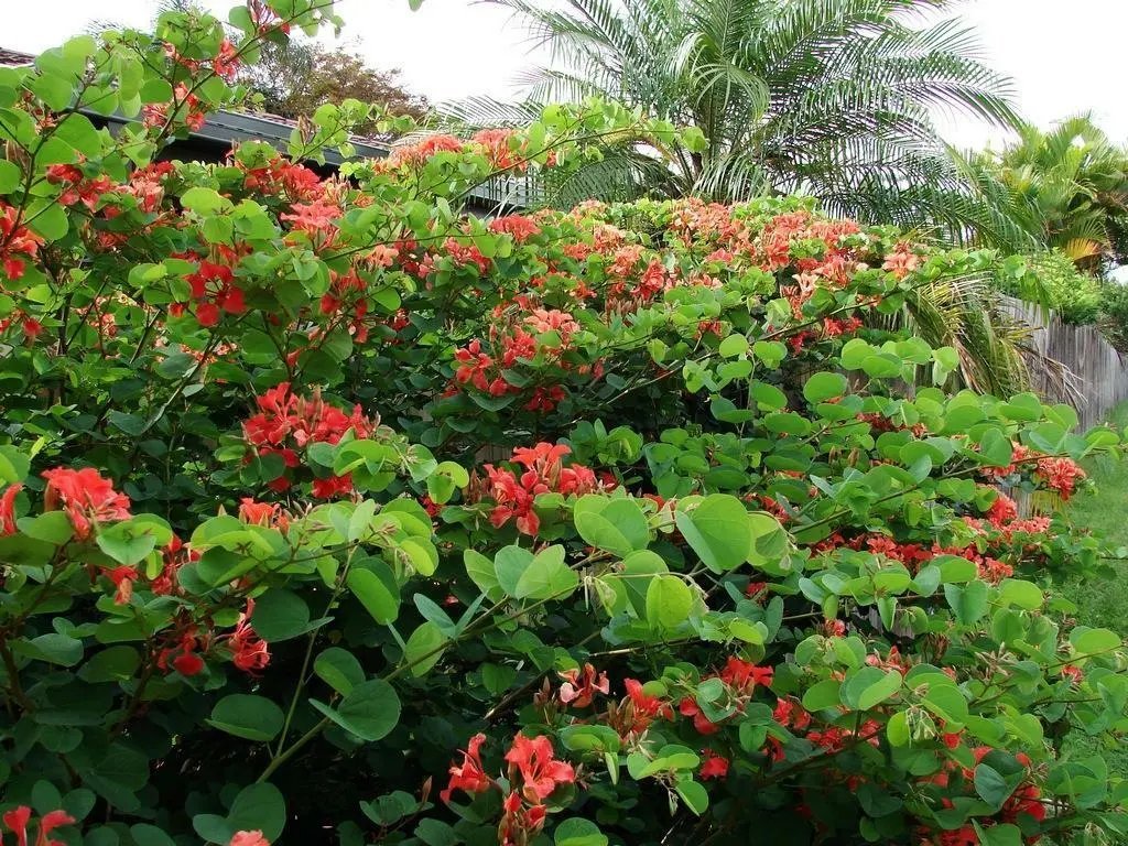 Red Orchid Tree (Bauhinia Galpinii) 10 Fresh Seeds