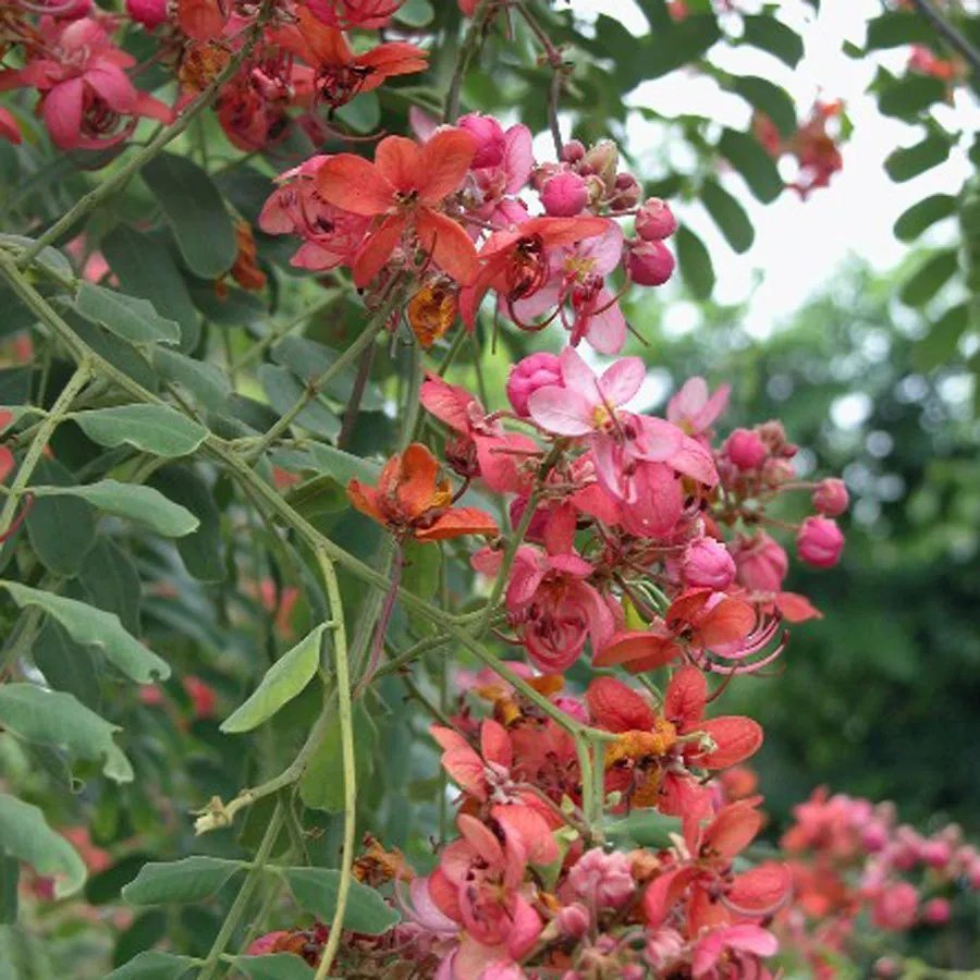 Red Rose Shower Tree (Cassia Marginata) 10 Seeds