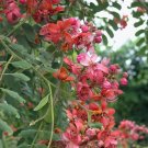 Red Rose Shower Tree (Cassia Marginata) 10 Seeds