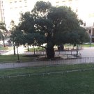 Australian Bottle Baobab (Adansonia Gregorii ) 5 Seeds