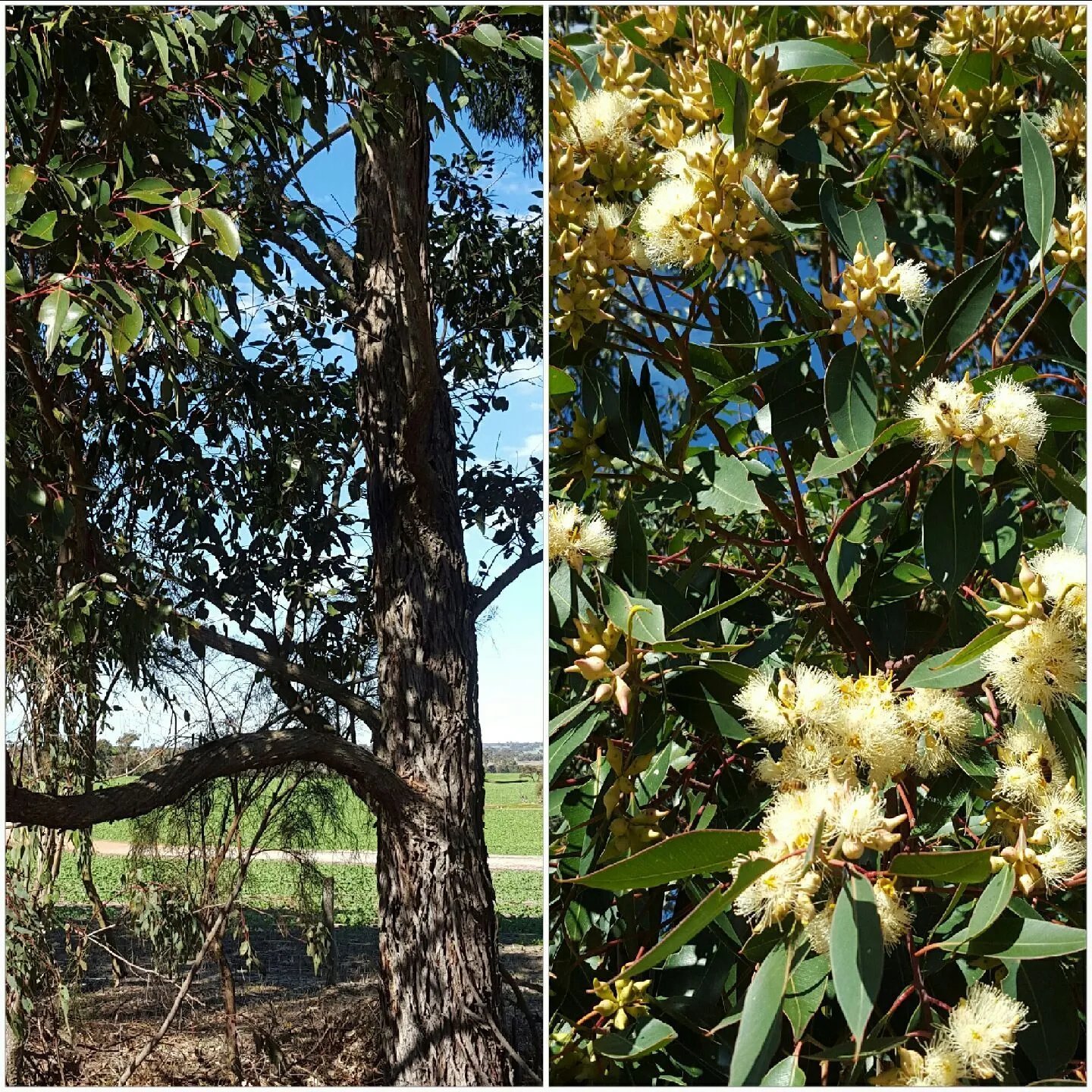 Swamp Mahogany (Eucalyptus Robusta) 50 Seeds
