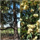 Swamp Mahogany (Eucalyptus Robusta) 50 Seeds