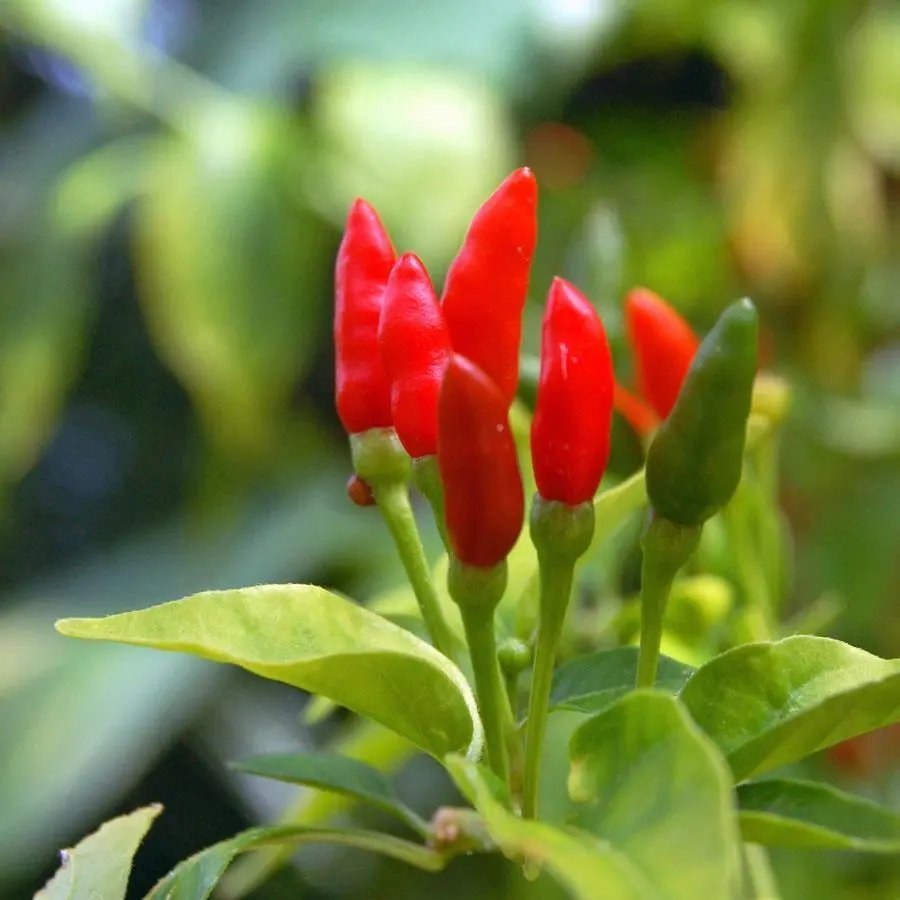 Chilli Hot Thai 30 Fresh Seeds