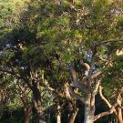 Smooth Barked Apple Gum (Angophora Costata) 50 Seeds
