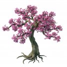 Peach Blossom Teatree (Leptospermum Squarrosum) 50 Seeds