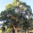 Tallow Wood (Eucalyptus Microcorys) 100 Seeds