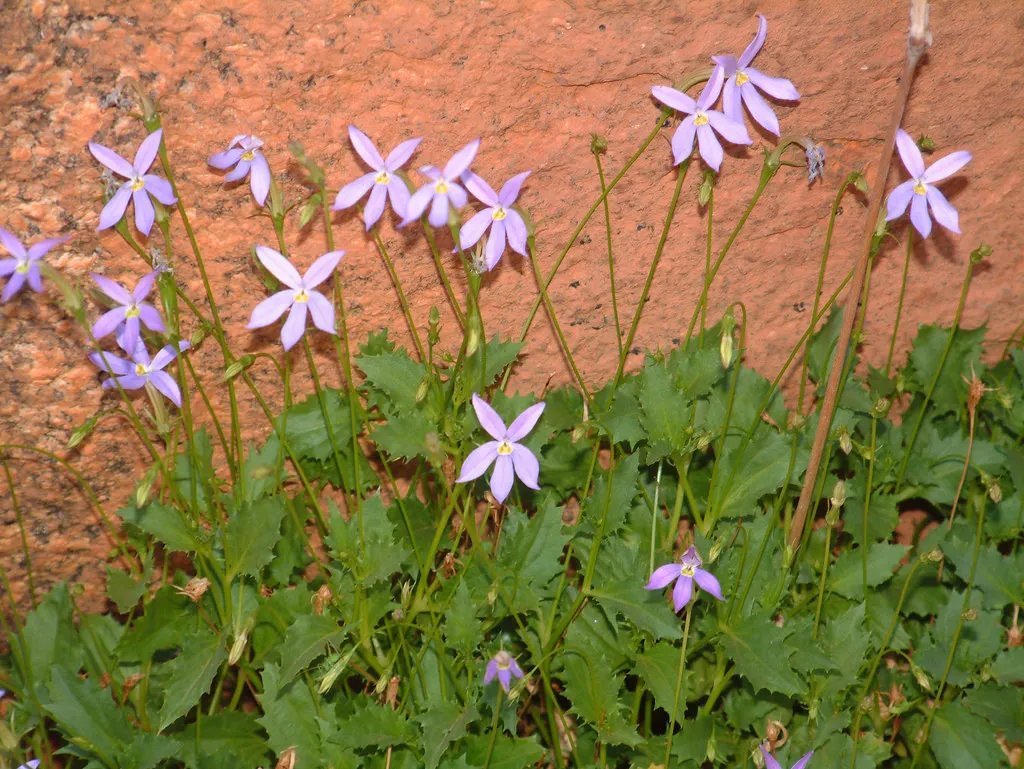 Rock Isotoma (Isotoma Petraea) 50 Seeds