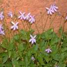 Rock Isotoma (Isotoma Petraea) 50 Seeds