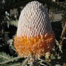 Dwarf Orange Banksia (Banksia Prionotes) 5 Seeds