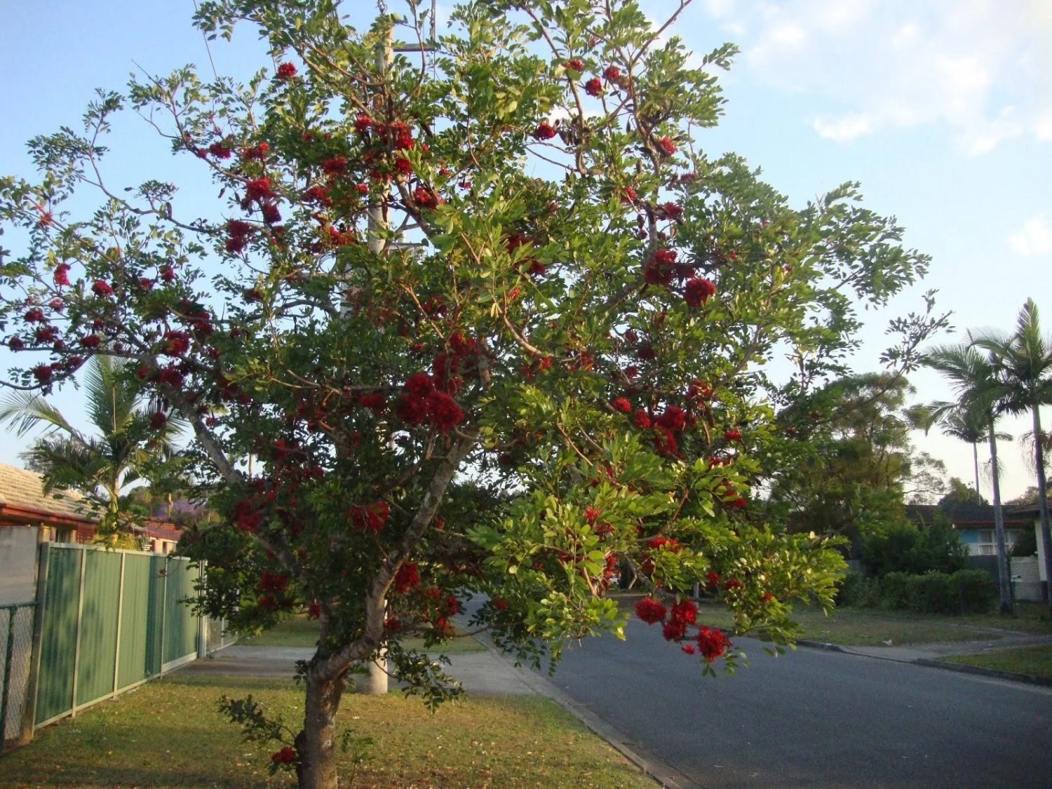 Drunken Parrott (Scotia Brachypetala) 5 Seeds