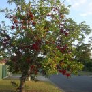 Drunken Parrott (Scotia Brachypetala) 5 Seeds