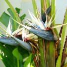 White Bird Of Paradise(Strelitzia Nicholai )10 Seeds