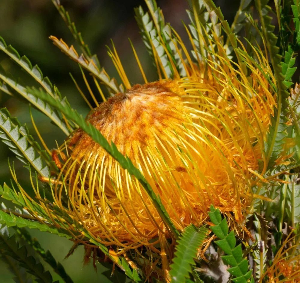 Showy Dryandra (Dryandra Formosa) 5 Seeds